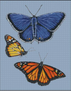 Eastern Blue & Monarch Butterfly
